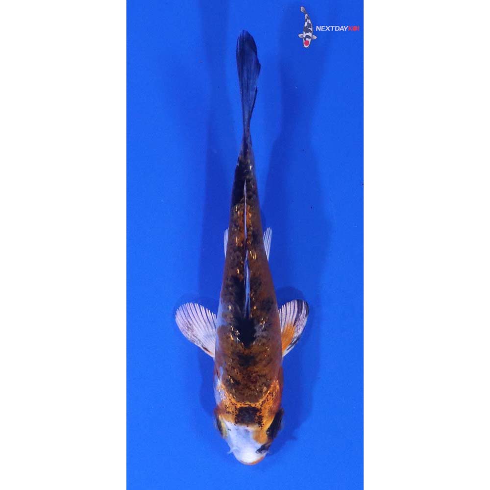 3” Imported Yamato Nishiki