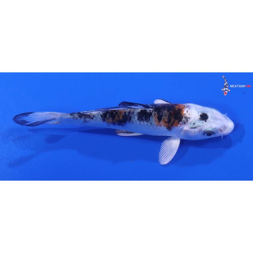 3” Imported Yamato Nishiki