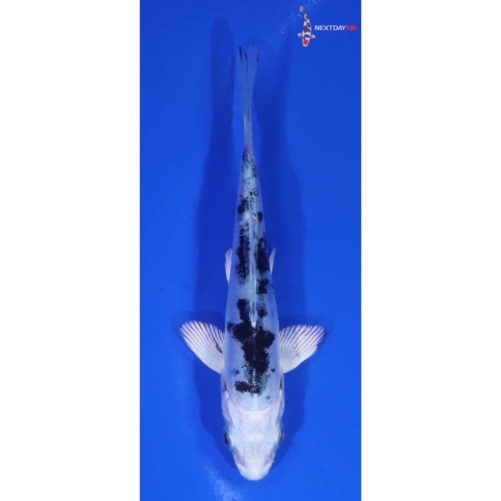 3.5” Imported Doitsu Gin Shiro Bekko