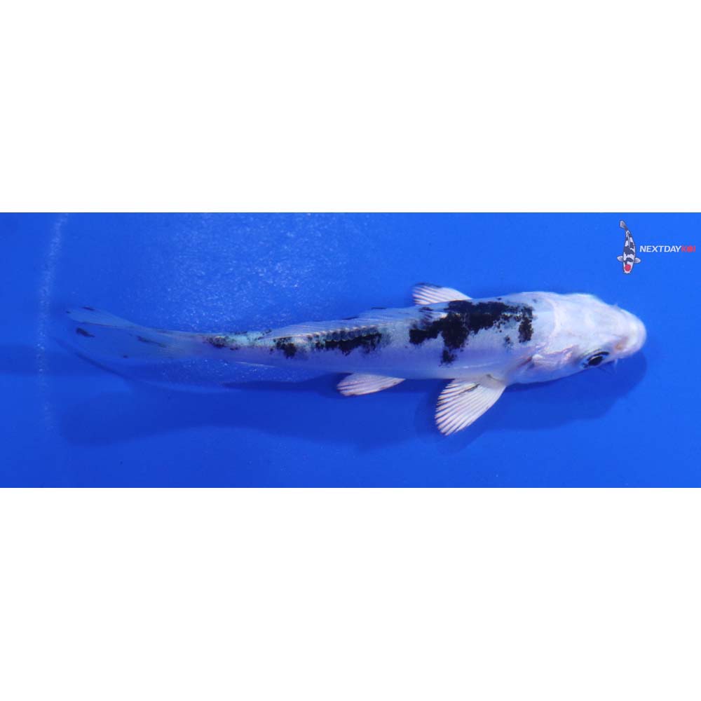 3.5” Imported Doitsu Gin Shiro Bekko