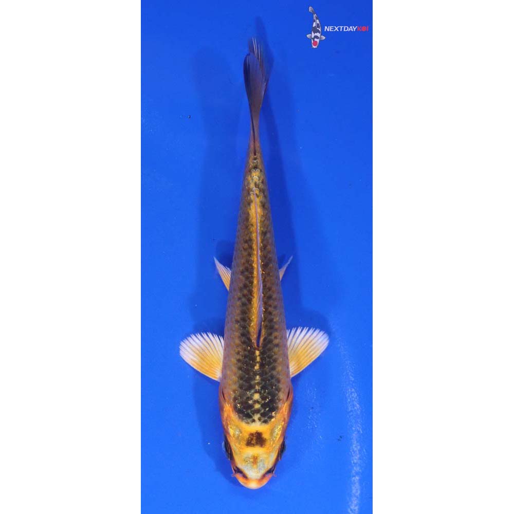 3.5” Imported Orenji Matsuba