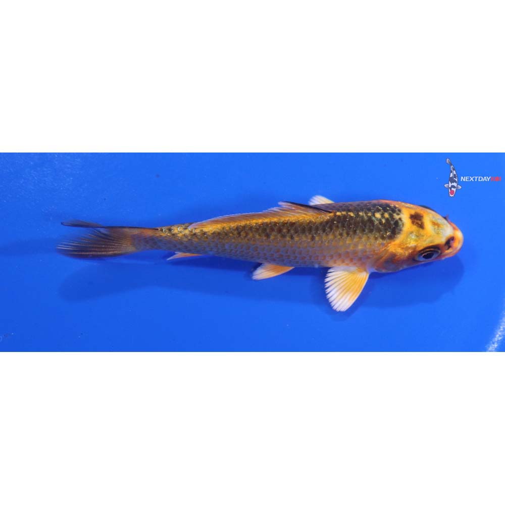 3.5” Imported Orenji Matsuba