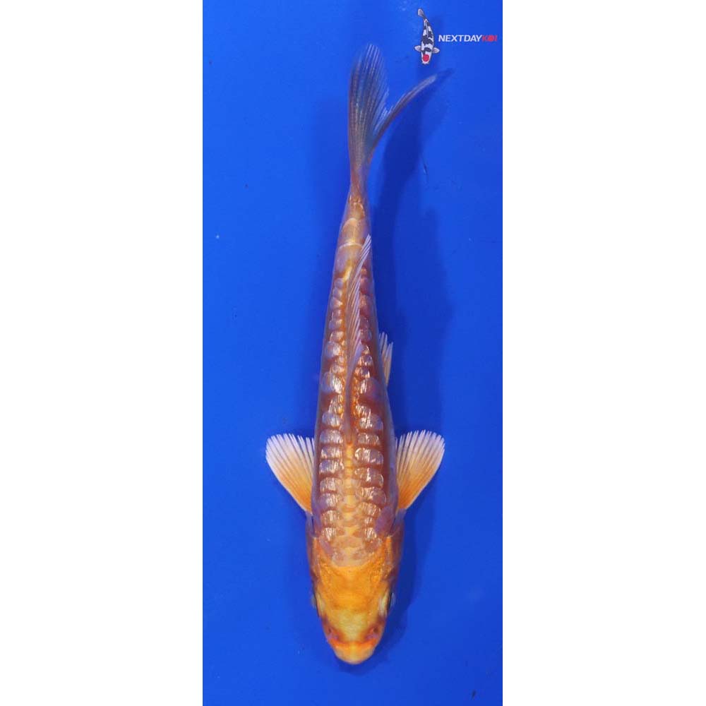 3.5” Imported Gin Rin Doitsu Orenji Ogon