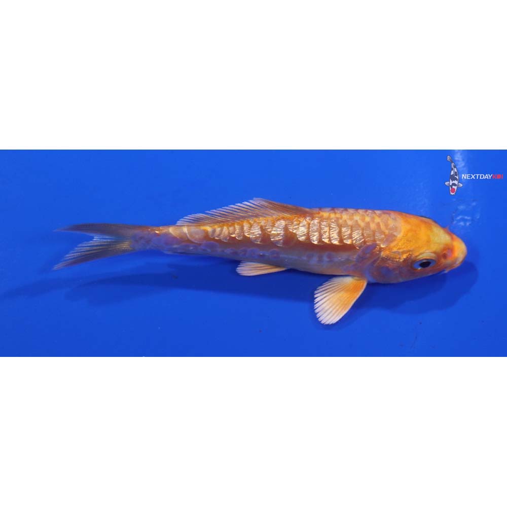 3.5” Imported Gin Rin Doitsu Orenji Ogon