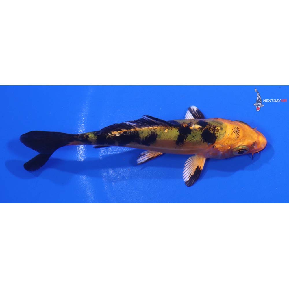 4” Imported Doitsu Kin Aka Bekko