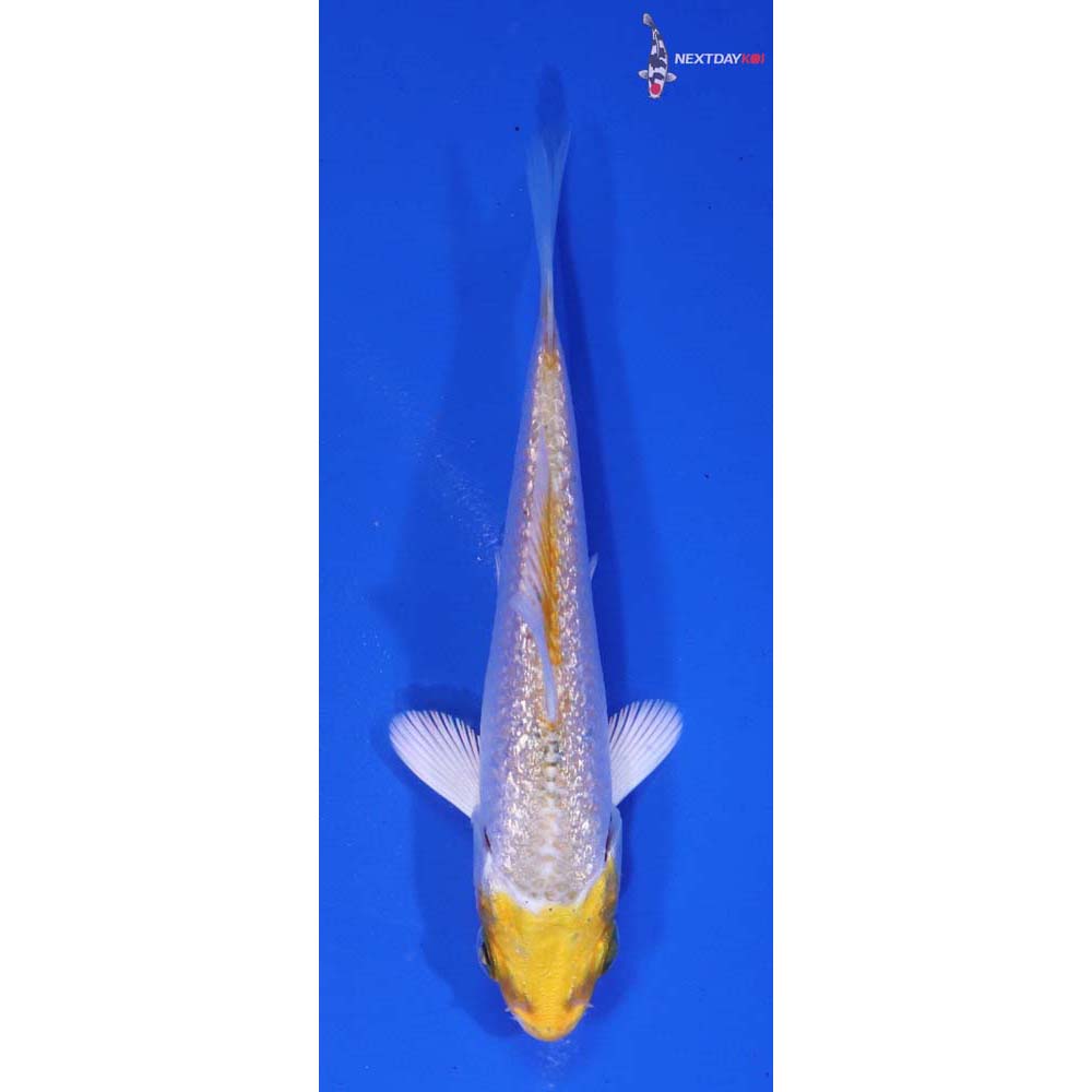 3” Imported Gin Rin Lemon Hariwake