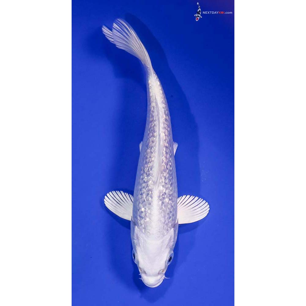 6” Imported Gin Rin Platinum Ogon