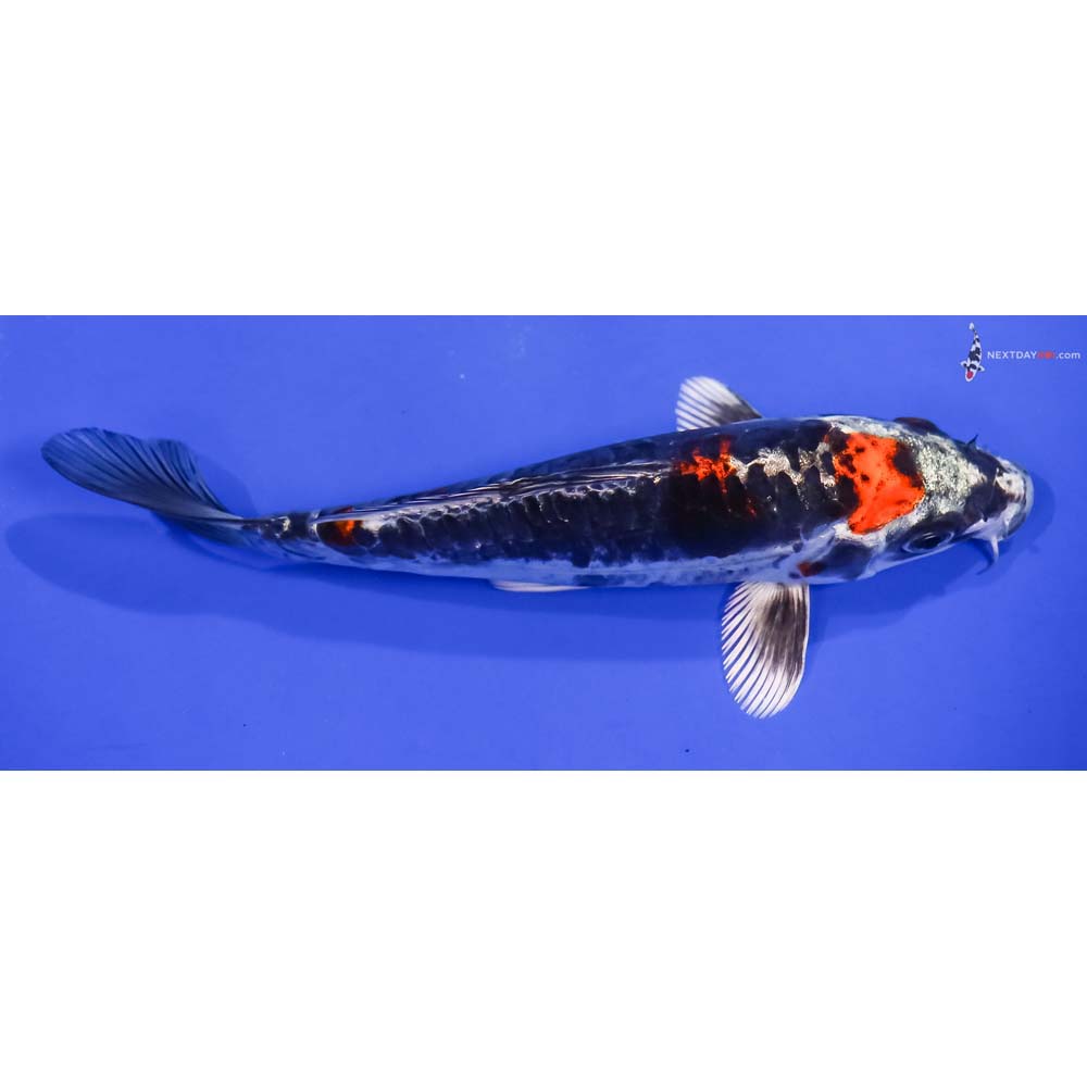 6.5” Imported Kin Kikokuryu