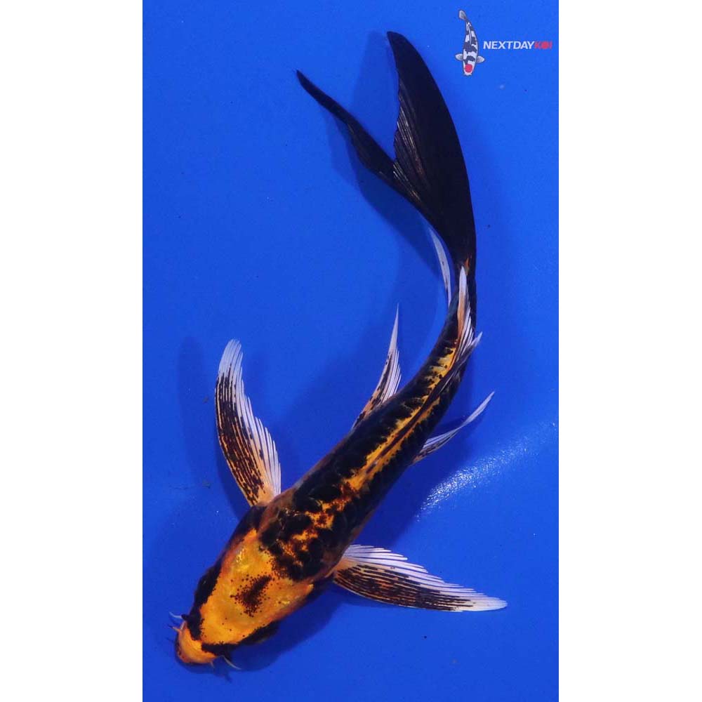 4.5” Imported Kin Kikokuryu Butterfly Koi