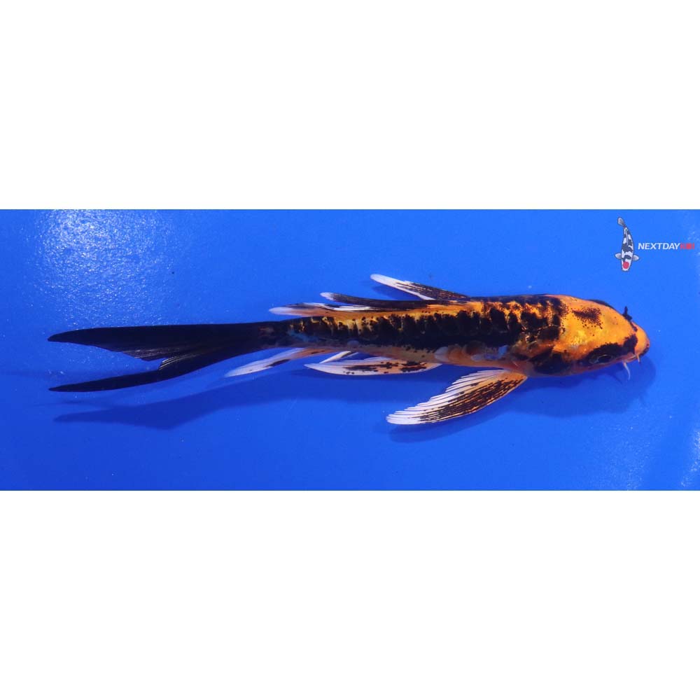 4.5” Imported Kin Kikokuryu Butterfly Koi