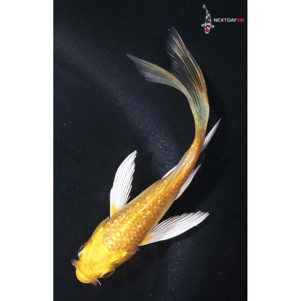 4” Imported Gin Rin Yamabuki Ogon Butterfly Koi
