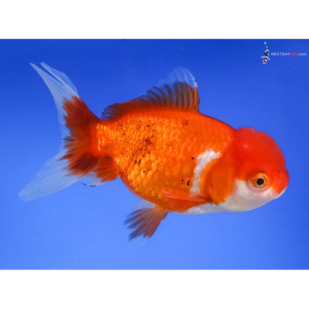 4.5” Imported Calico Oranda