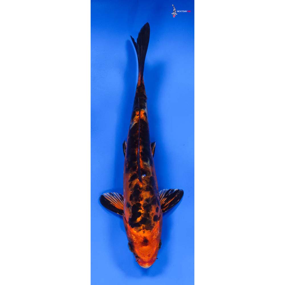8” Imported Doitsu Kin Aka Bekko