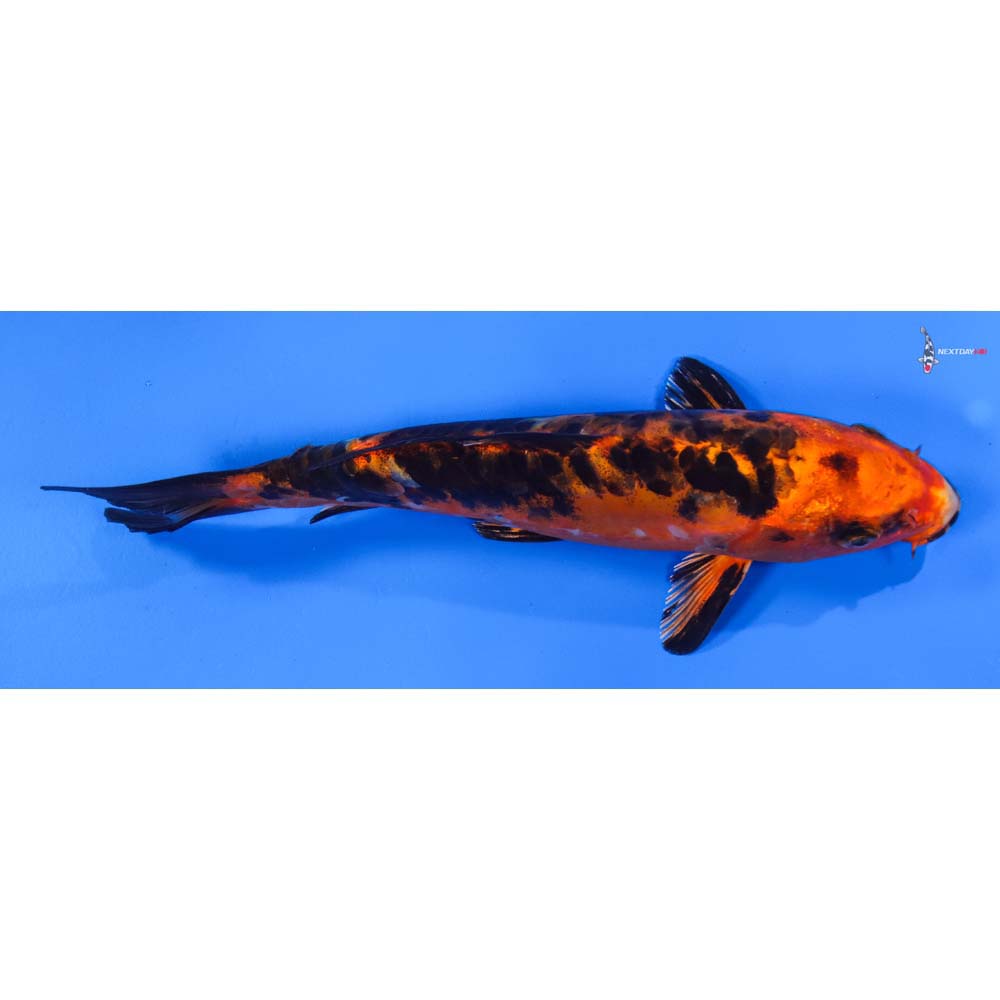 8” Imported Doitsu Kin Aka Bekko