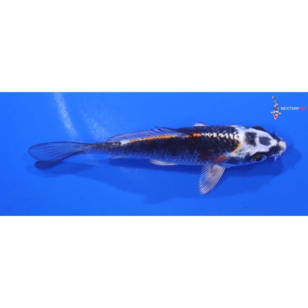 4” Imported Kujaku