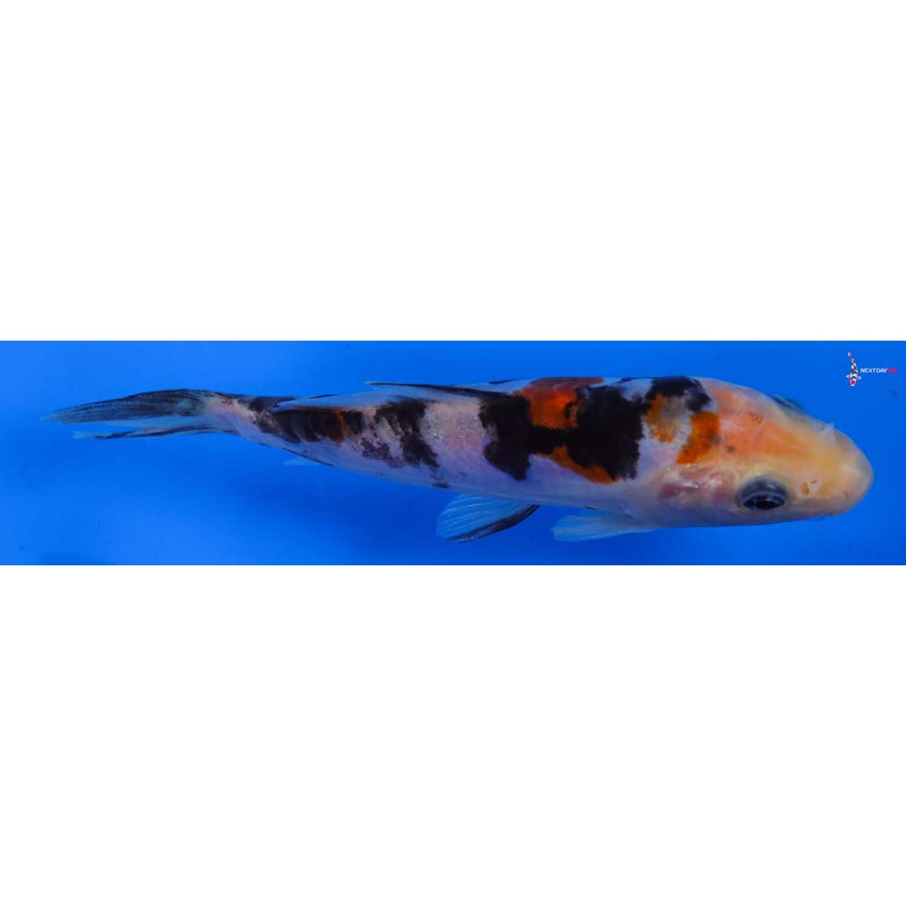 5” Imported Sanke