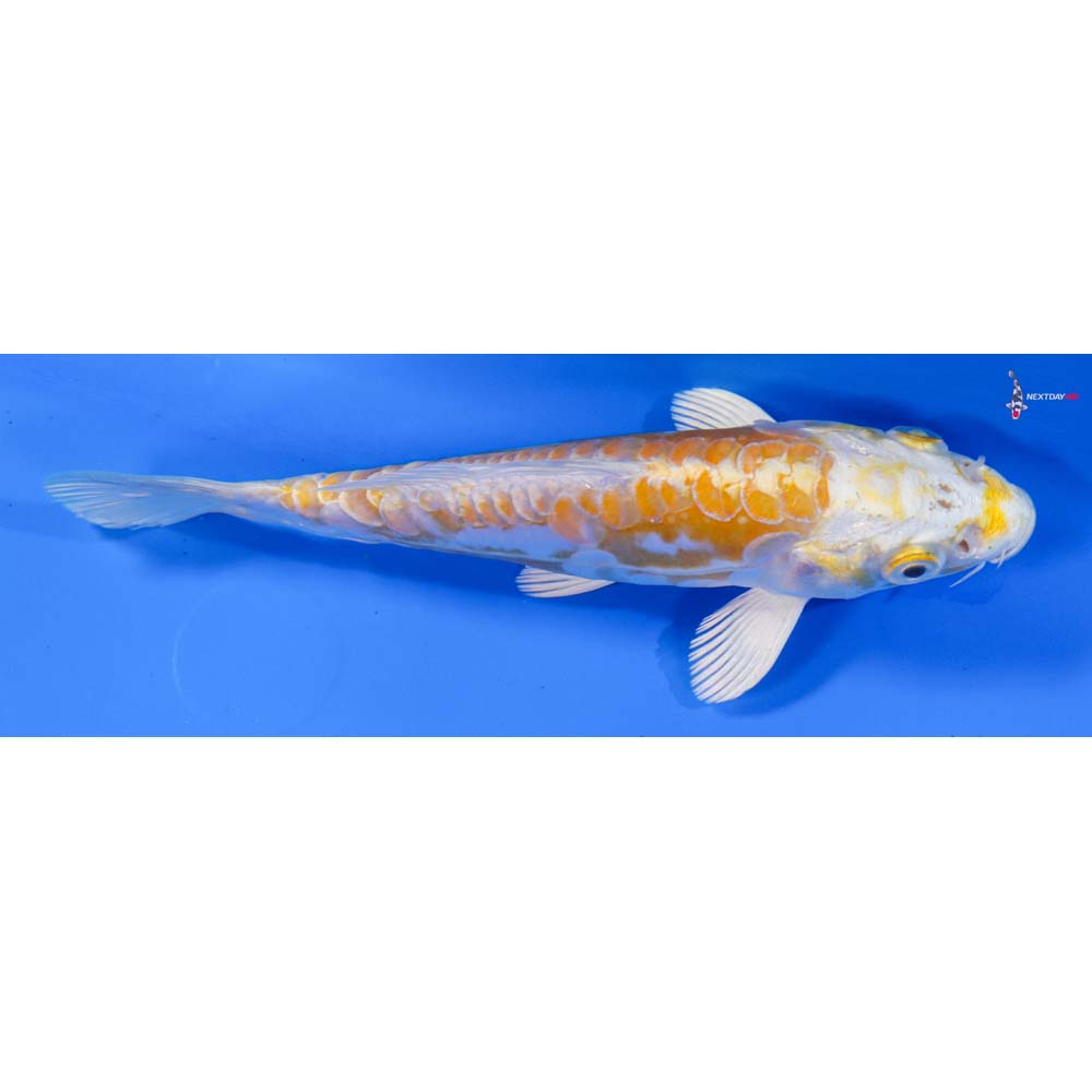 5.5” Imported Doitsu Lemon Hariwake
