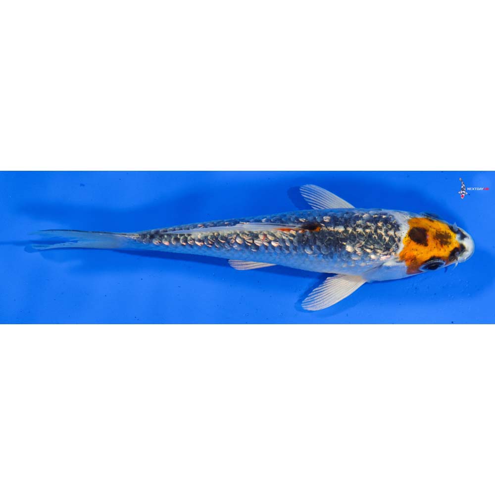 5” Imported Gin Rin Kujaku