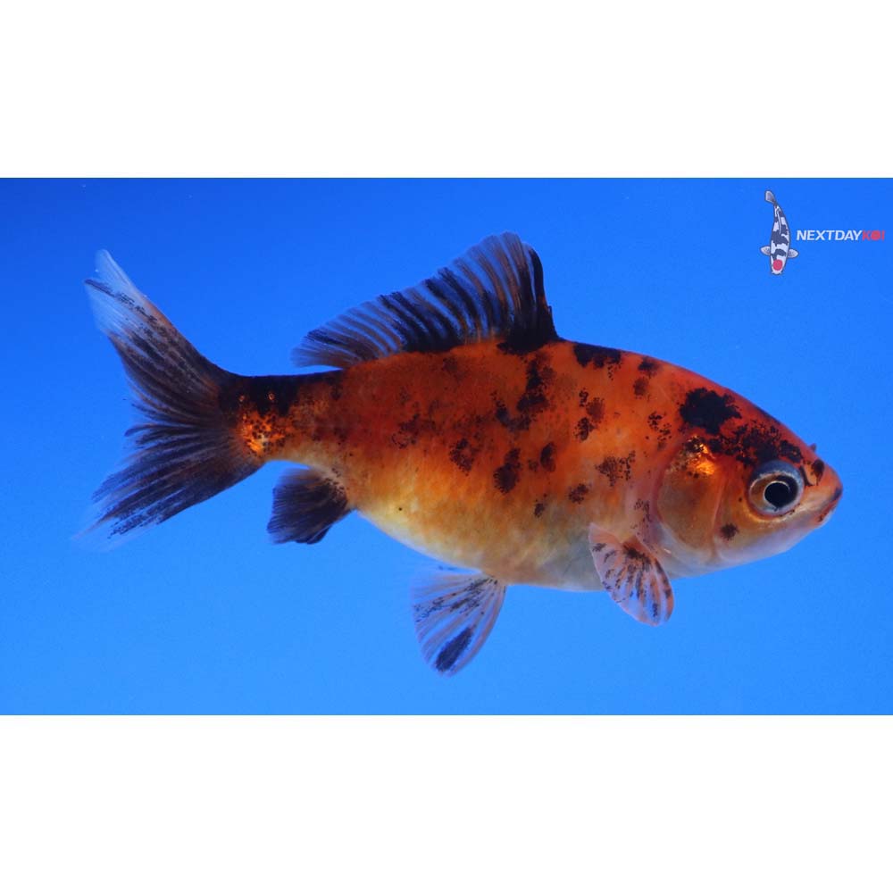 2.5” Imported Calico Wakin