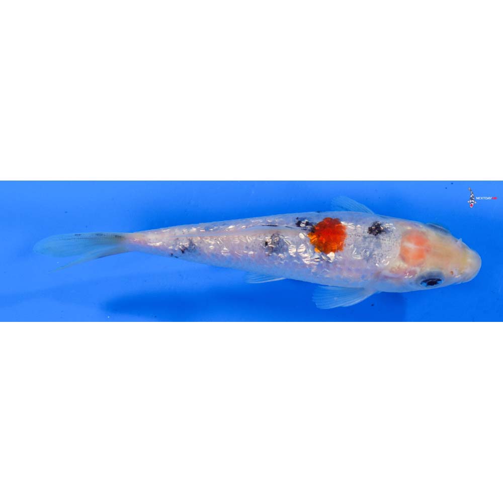 5” Imported Gin Rin Sanke