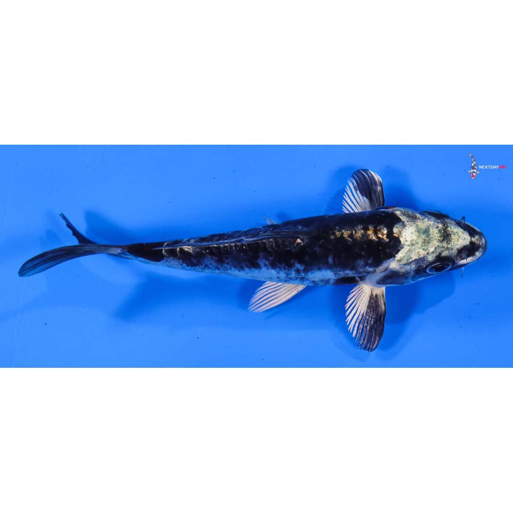 5.5” Imported Kikokuryu
