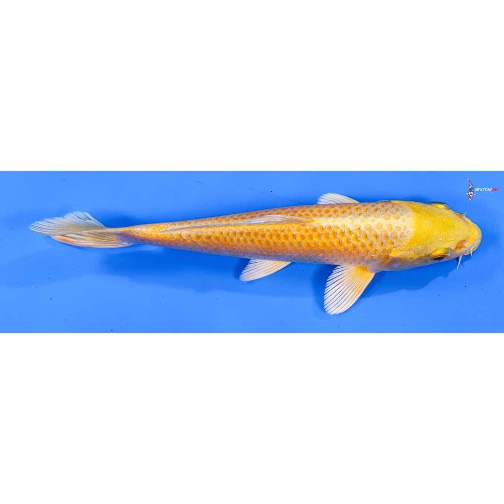 6” Imported Yamabuki Ogon