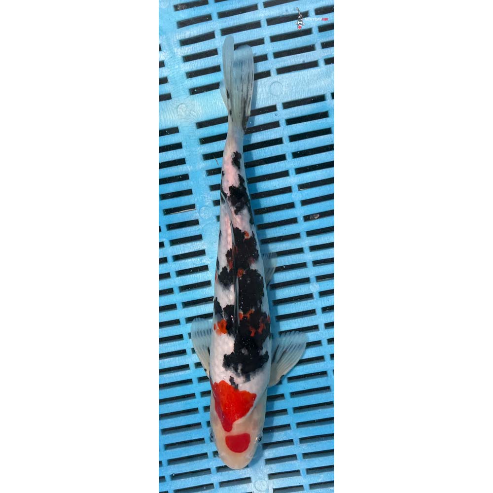 10-12” Imported Maruten Sanke
