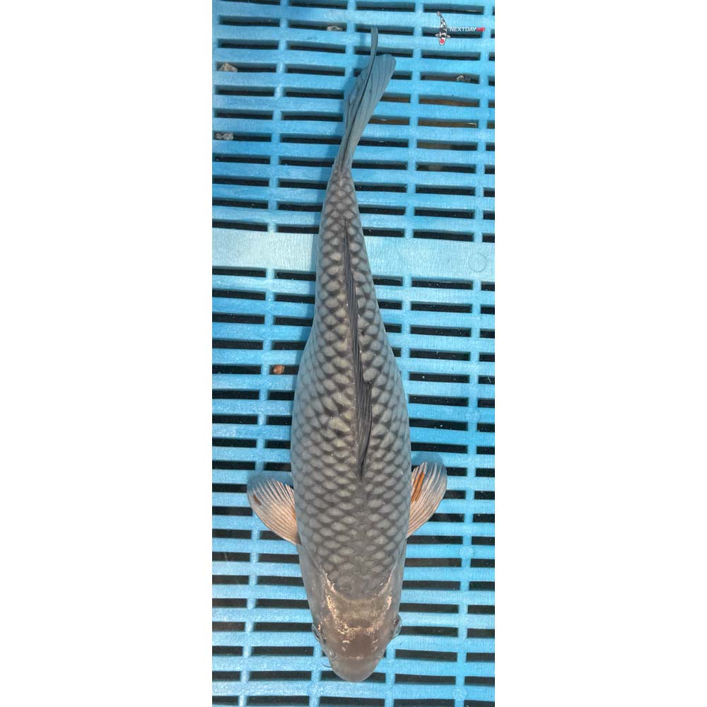 10-12” Imported Soragoi