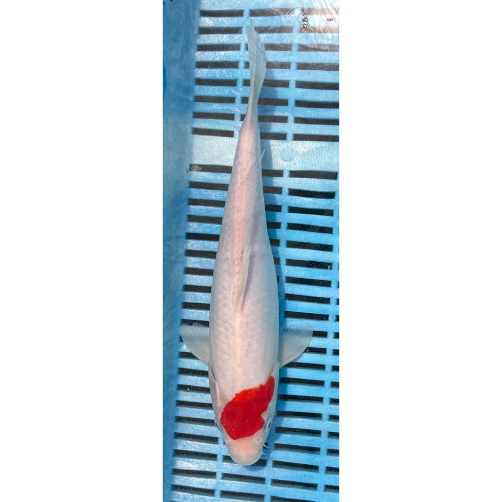 10-12” Imported Kohaku