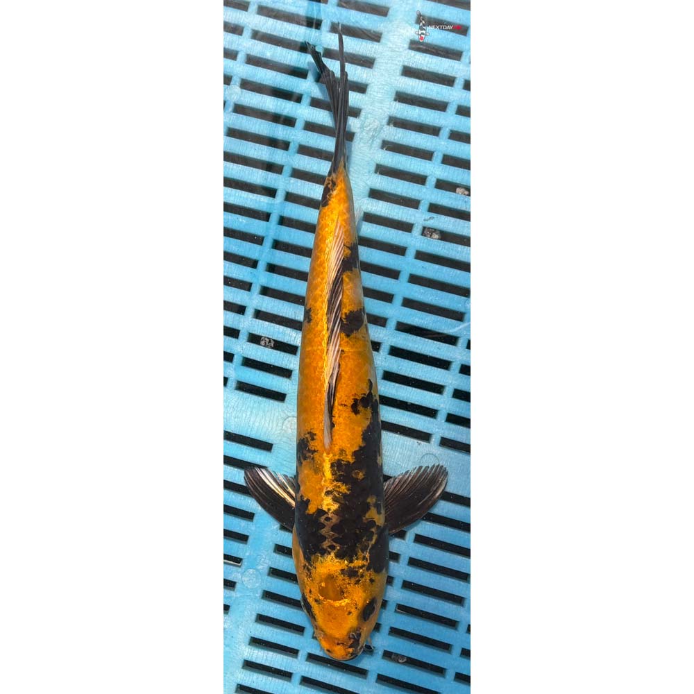 10-12” Imported Kin Ki Utsuri