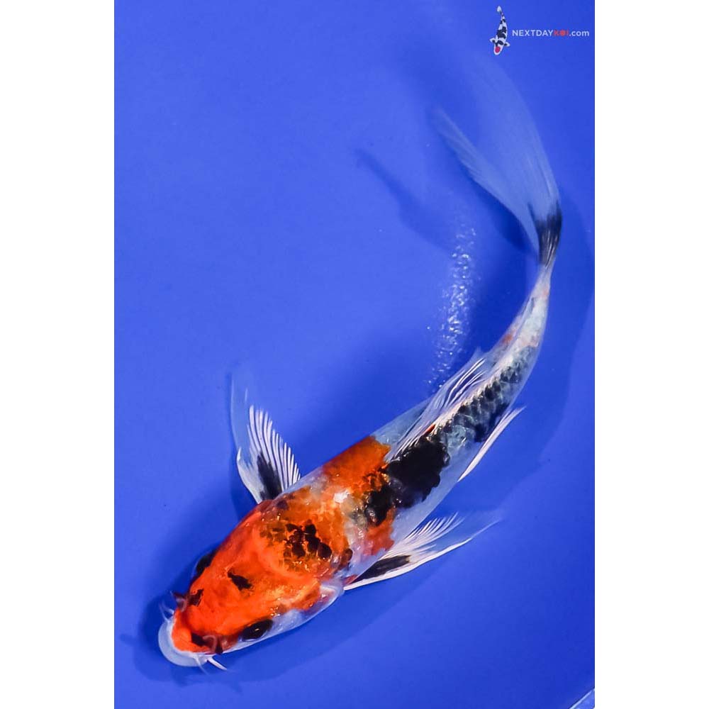 6” Imported Yamato Nishiki Butterfly Koi