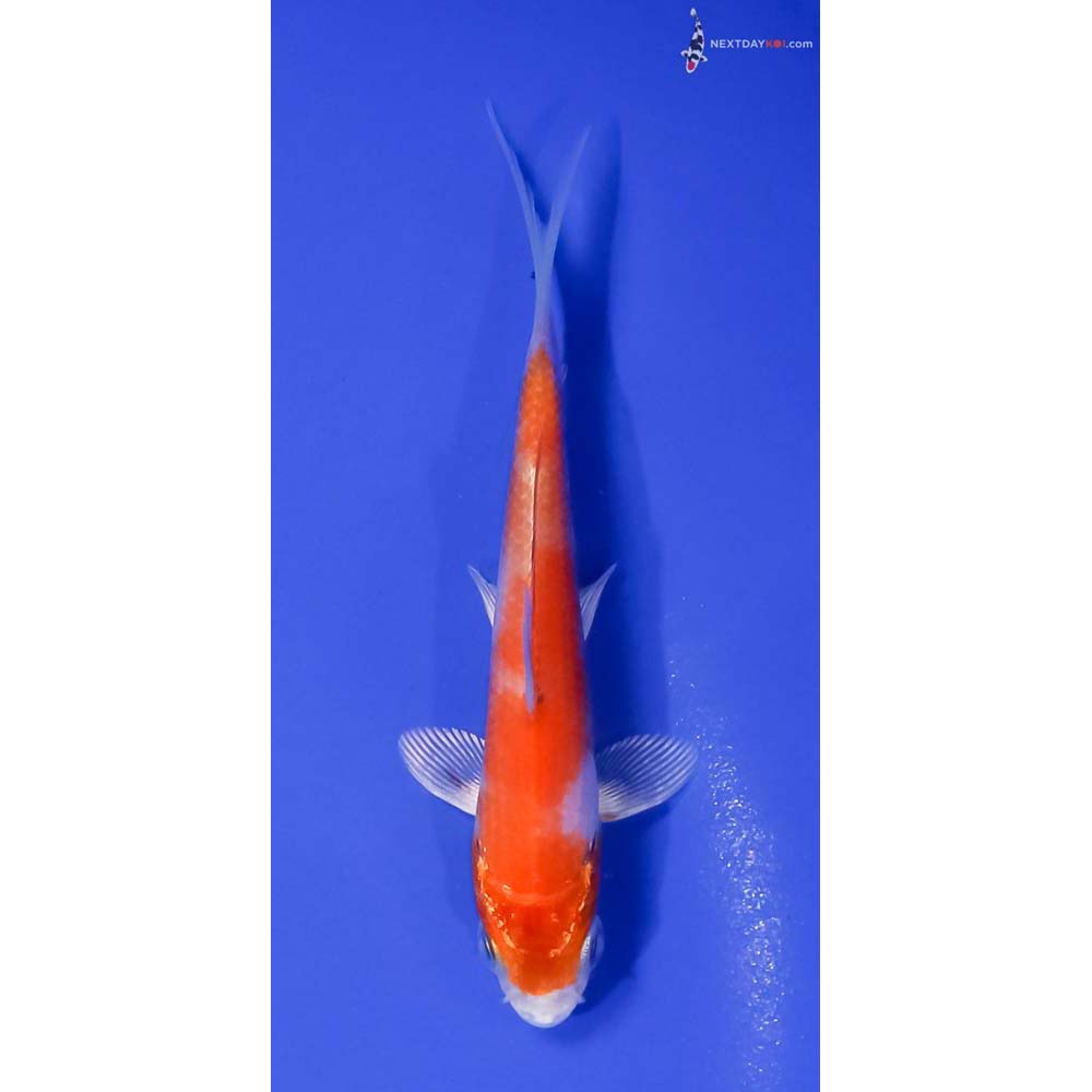 4” Imported Hariwake