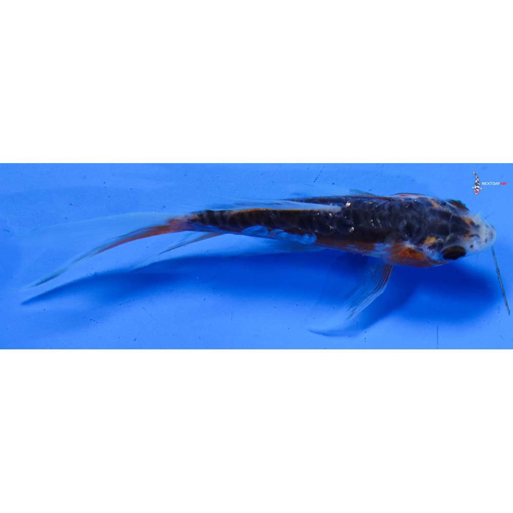 3.5” Imported Shusui Butterfly Koi