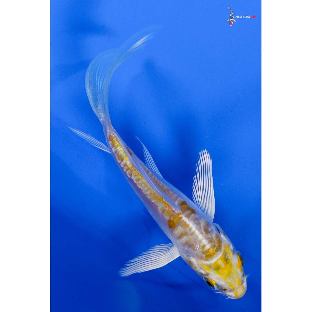 3.5” Imported Doitsu Lemon Hariwake Butterfly Koi