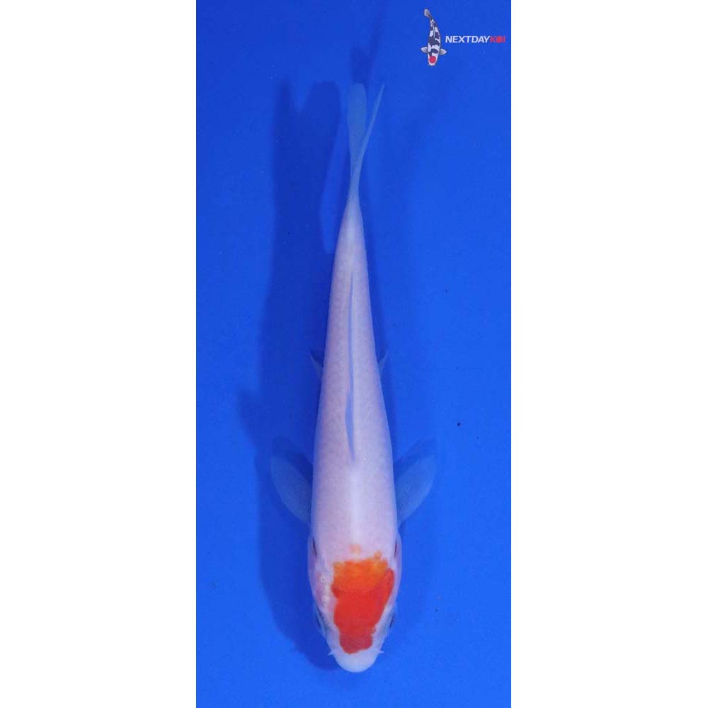 3” Imported Kohaku
