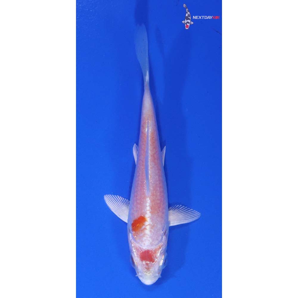 3” Imported Hariwake