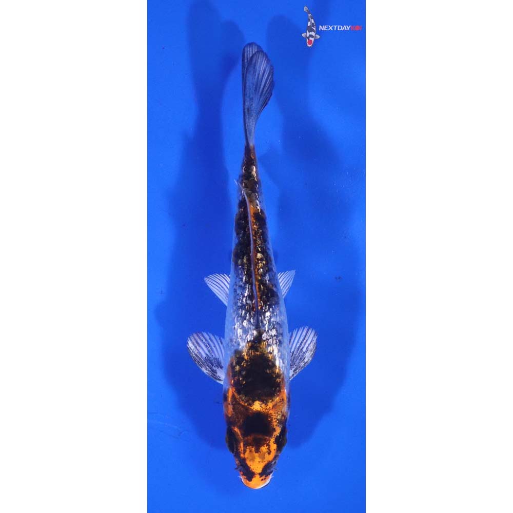 3.5” Imported Gin Rin Yamato Nishiki