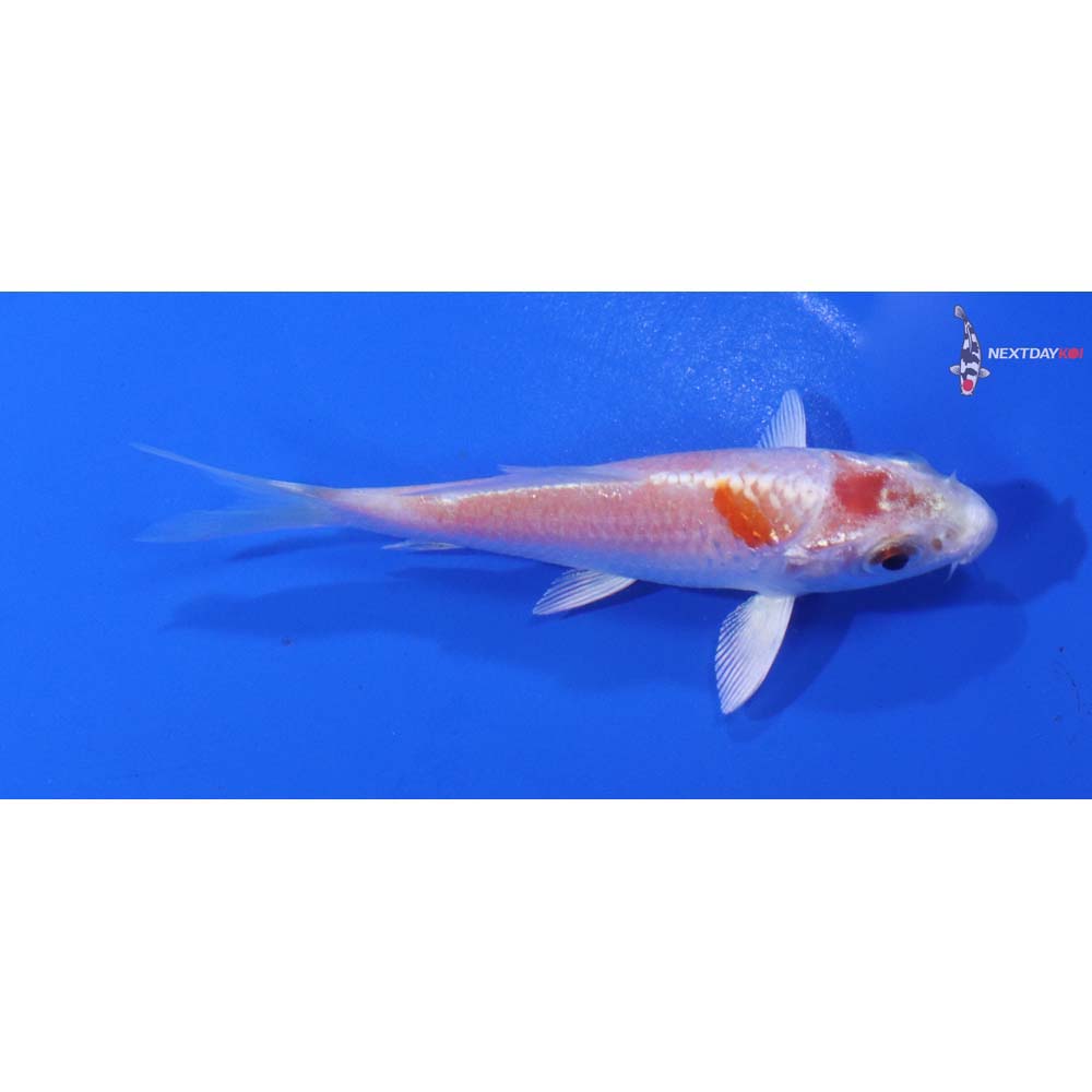 3” Imported Hariwake