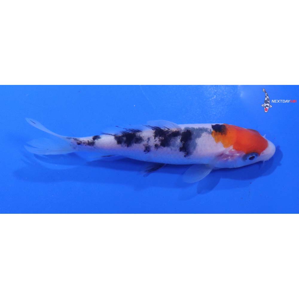 3.5” Imported Sanke