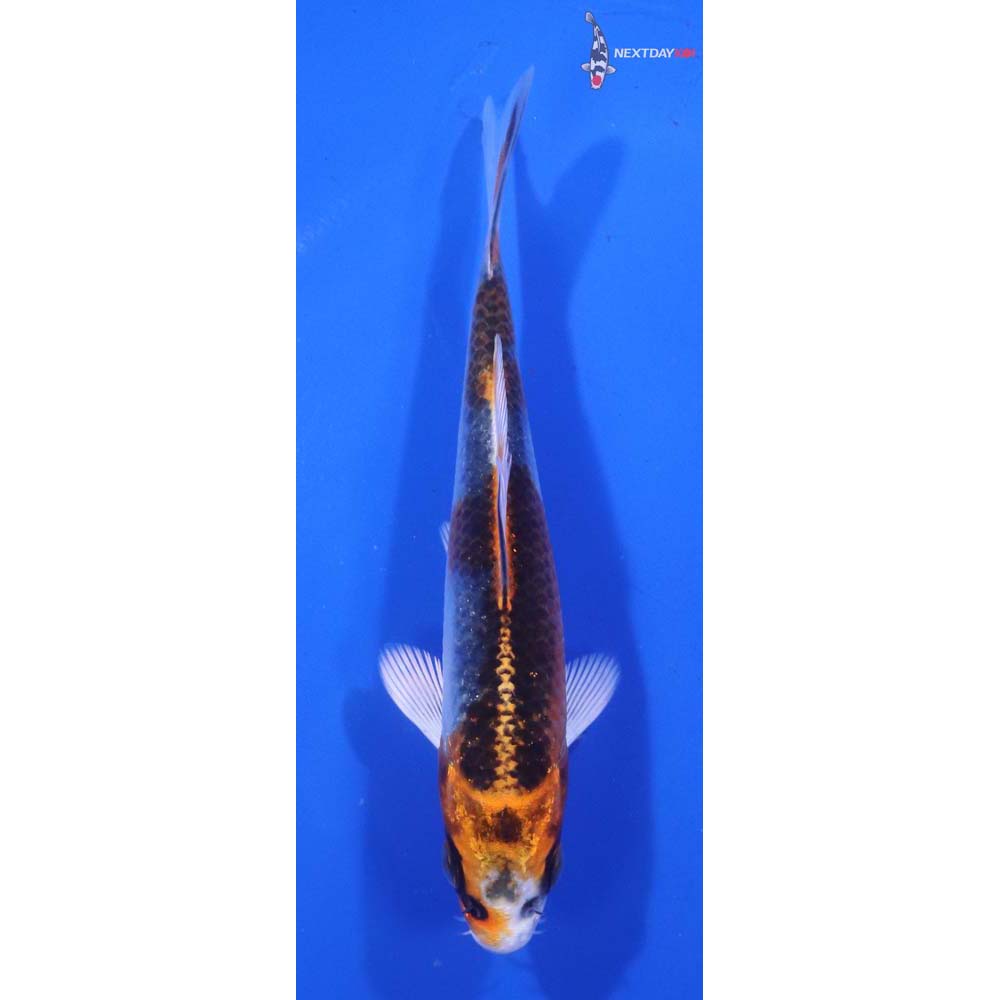4” Imported Kujaku