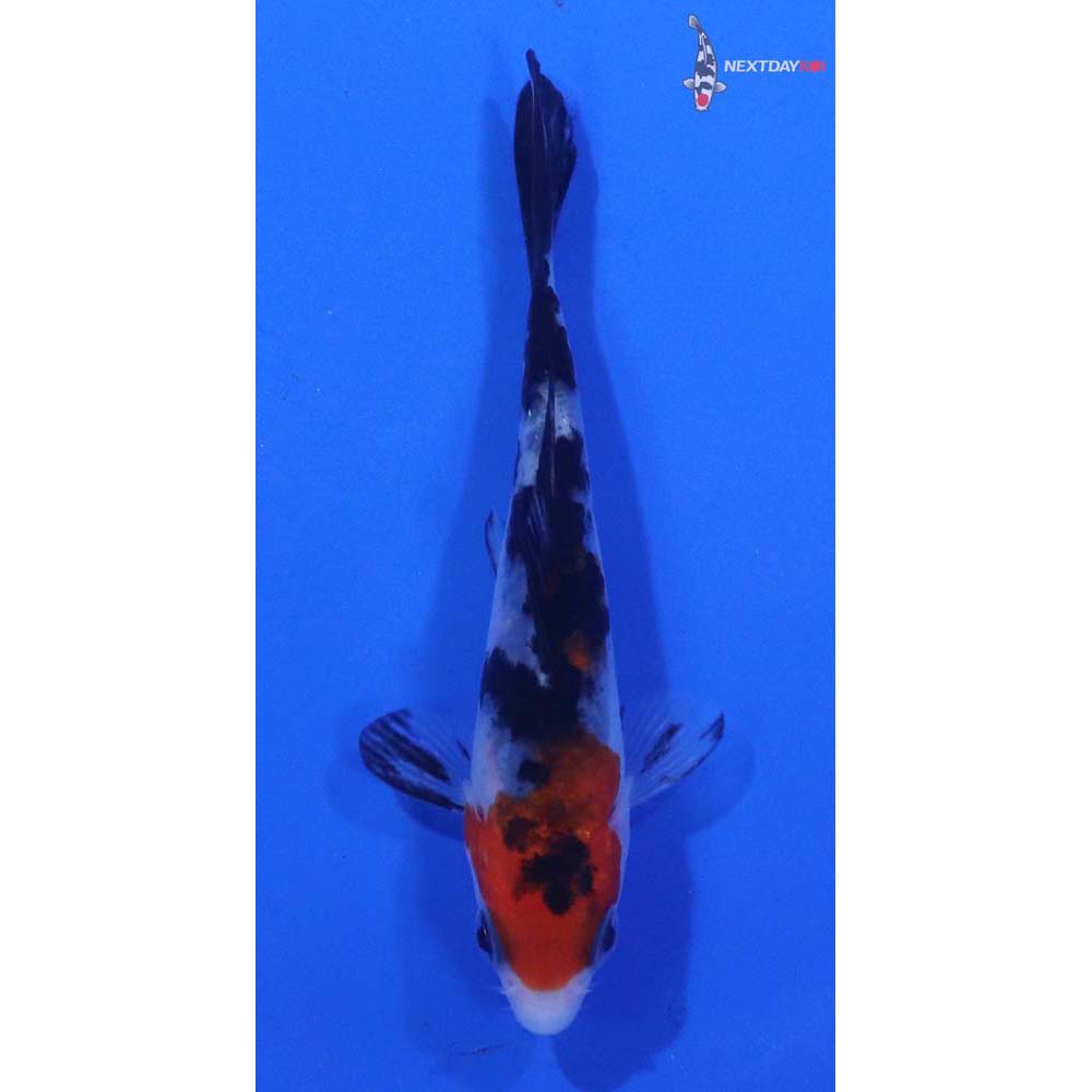 3” Imported Sanke