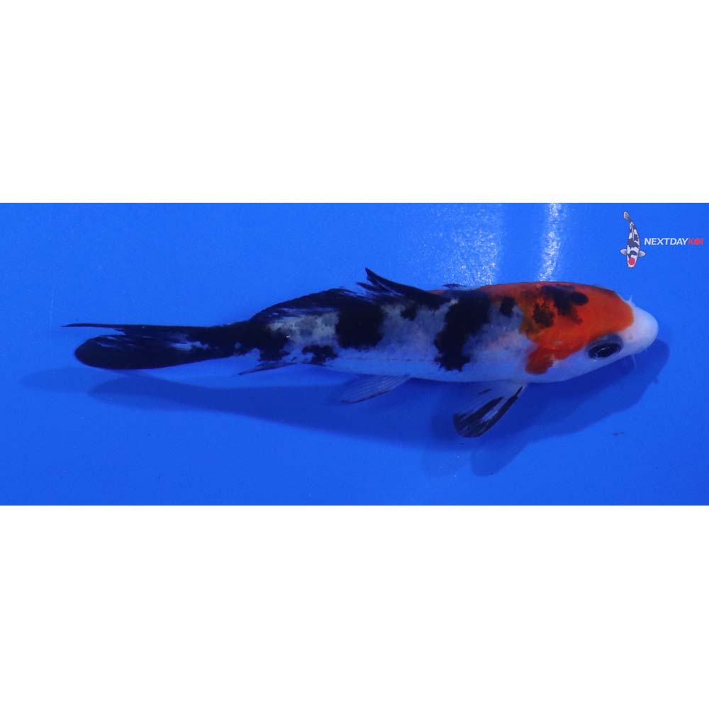3” Imported Sanke