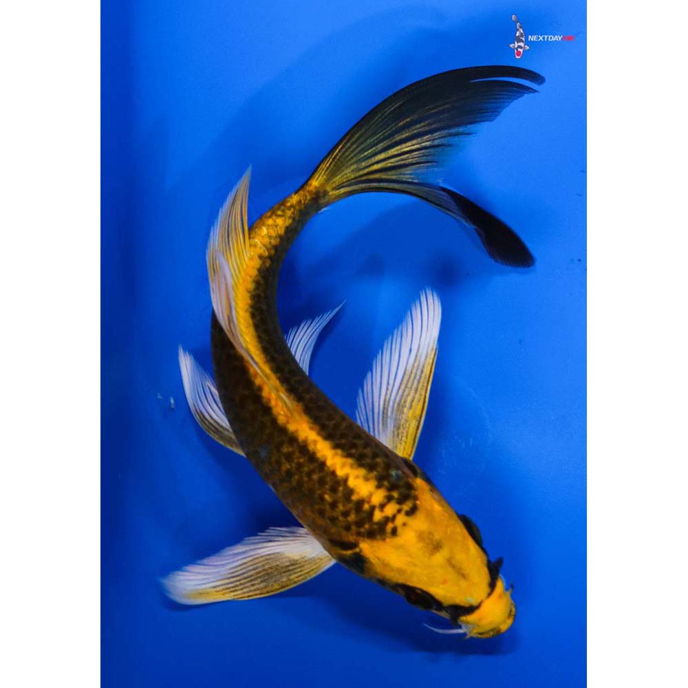 6” Imported Orenji Matsuba Butterfly Koi
