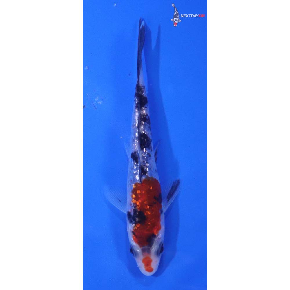 4” Imported Gin Rin Sanke