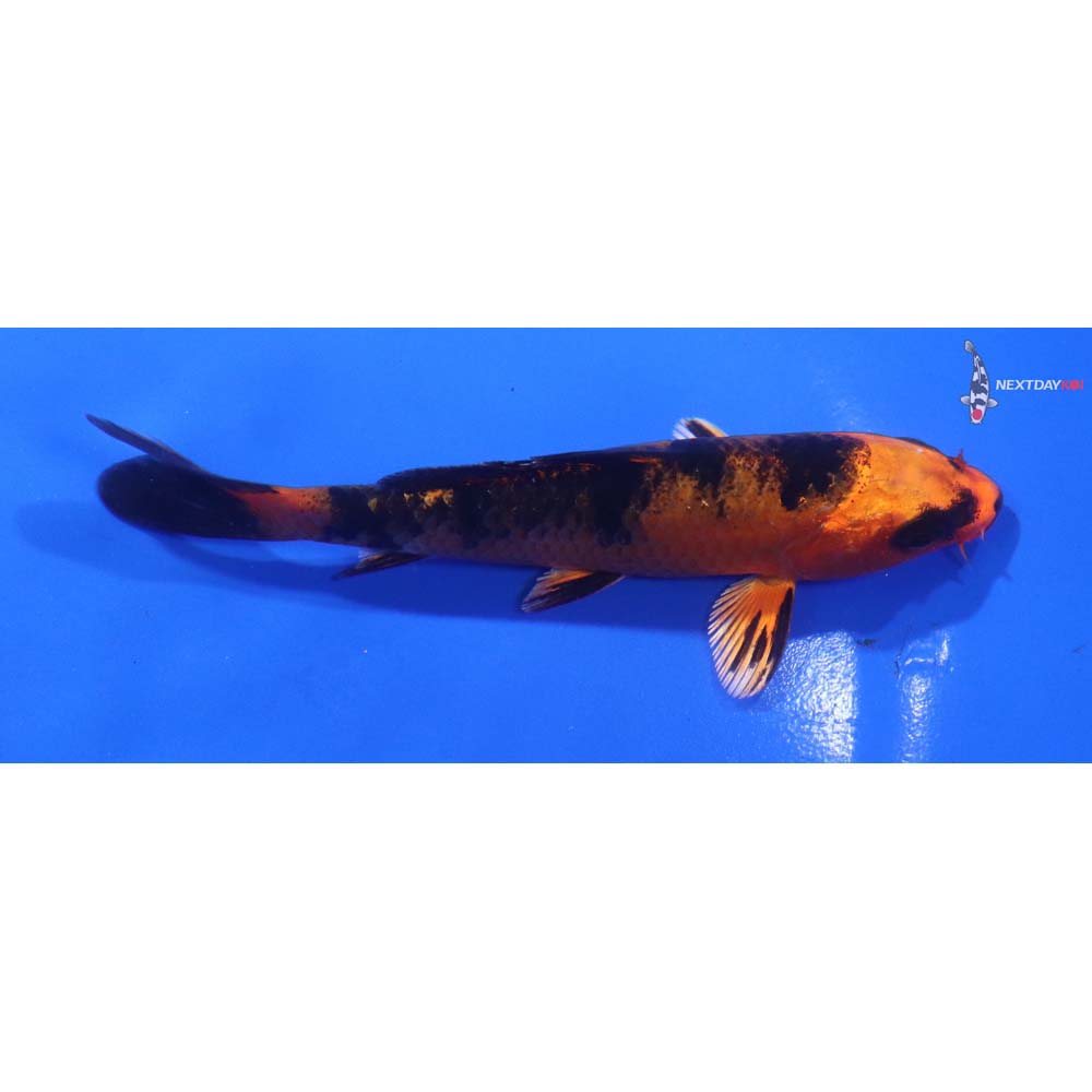 4” Imported Kin Aka Bekko