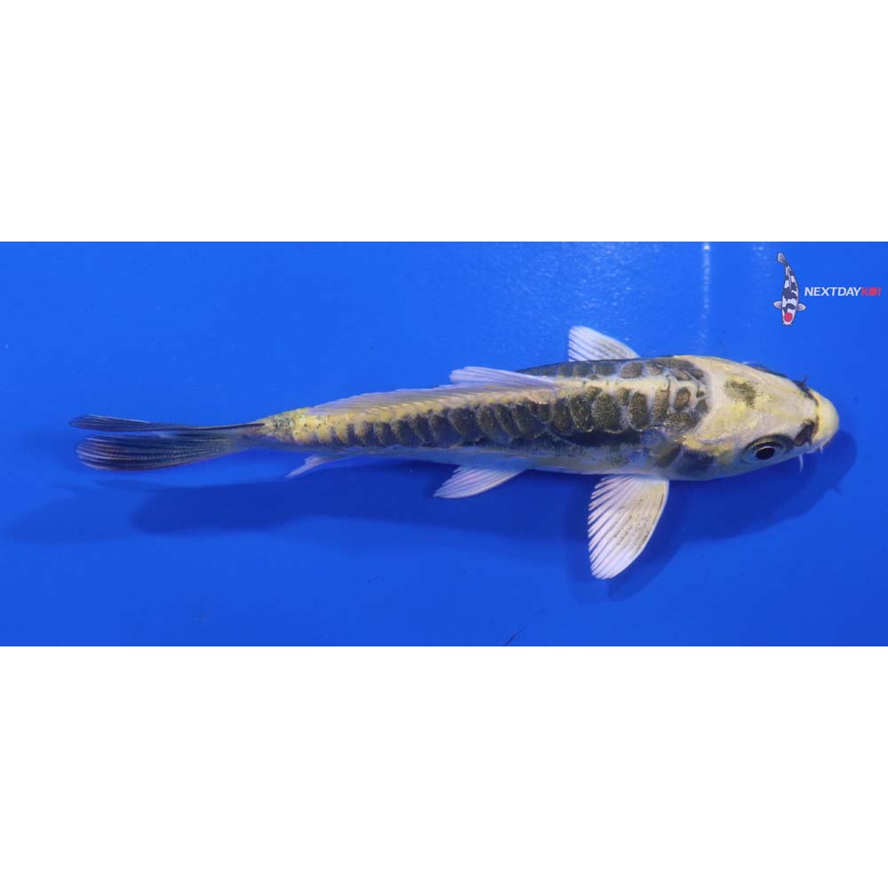 4” Imported Kin Kikokuryu