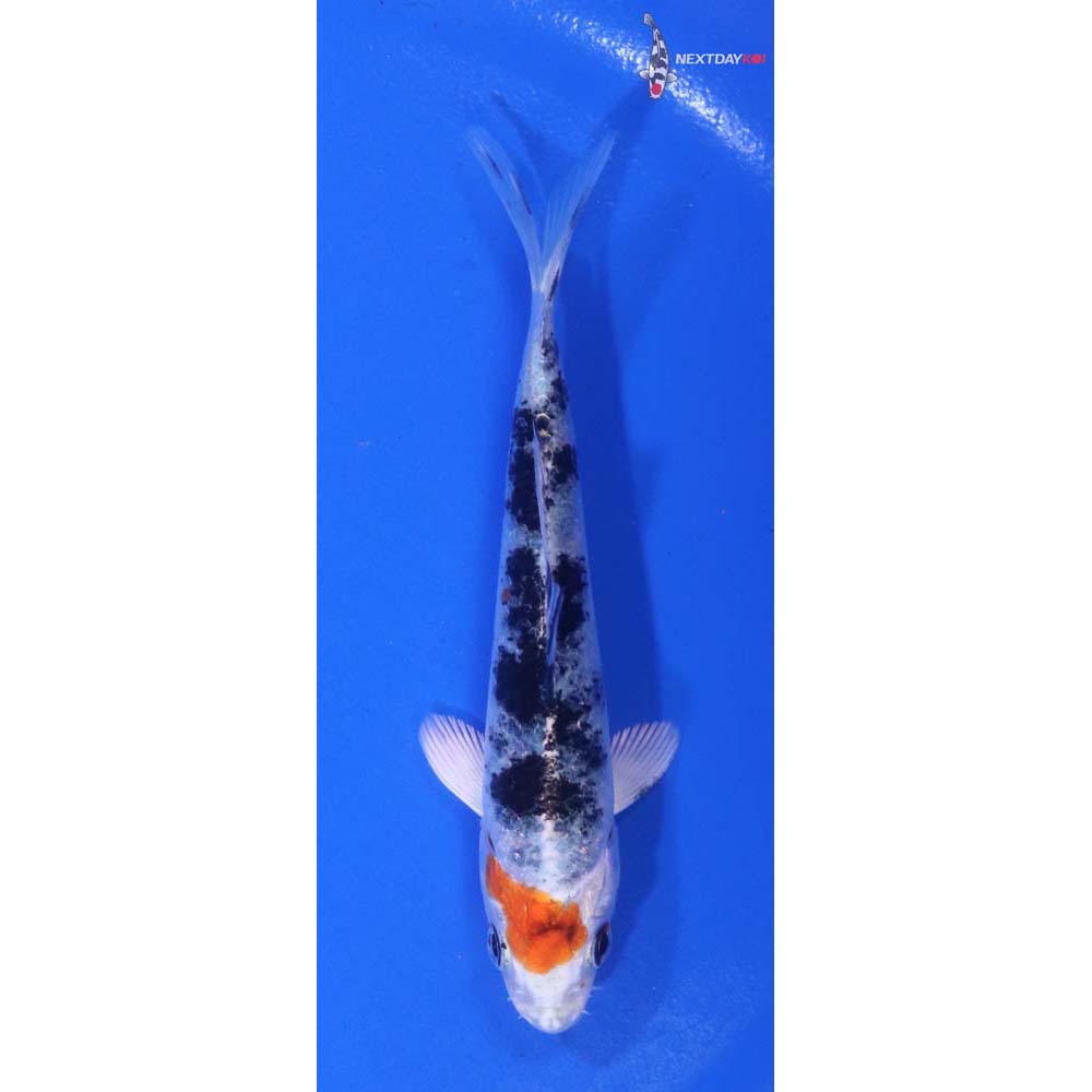 4” Imported Yamato Nishiki