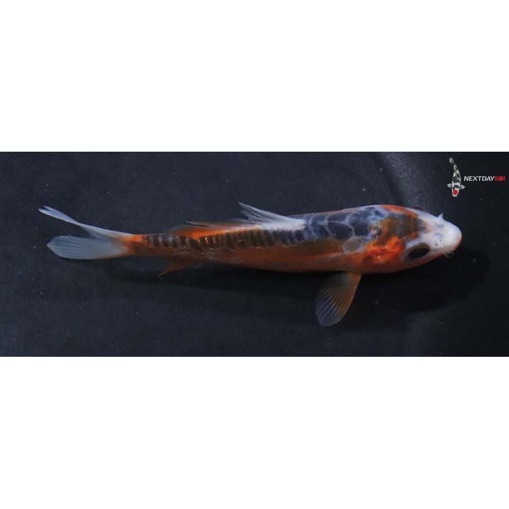 4” Imported Shusui