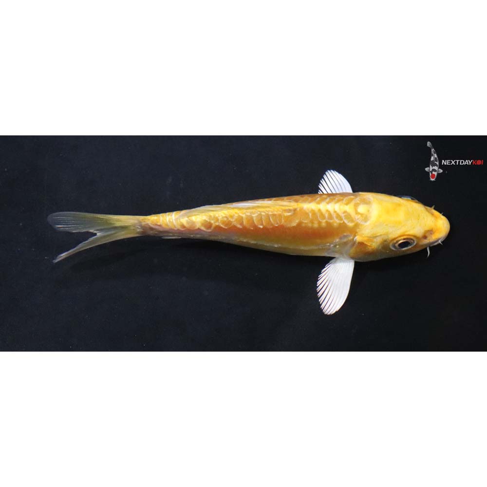 4” Imported Doitsu Yamabuki Ogon