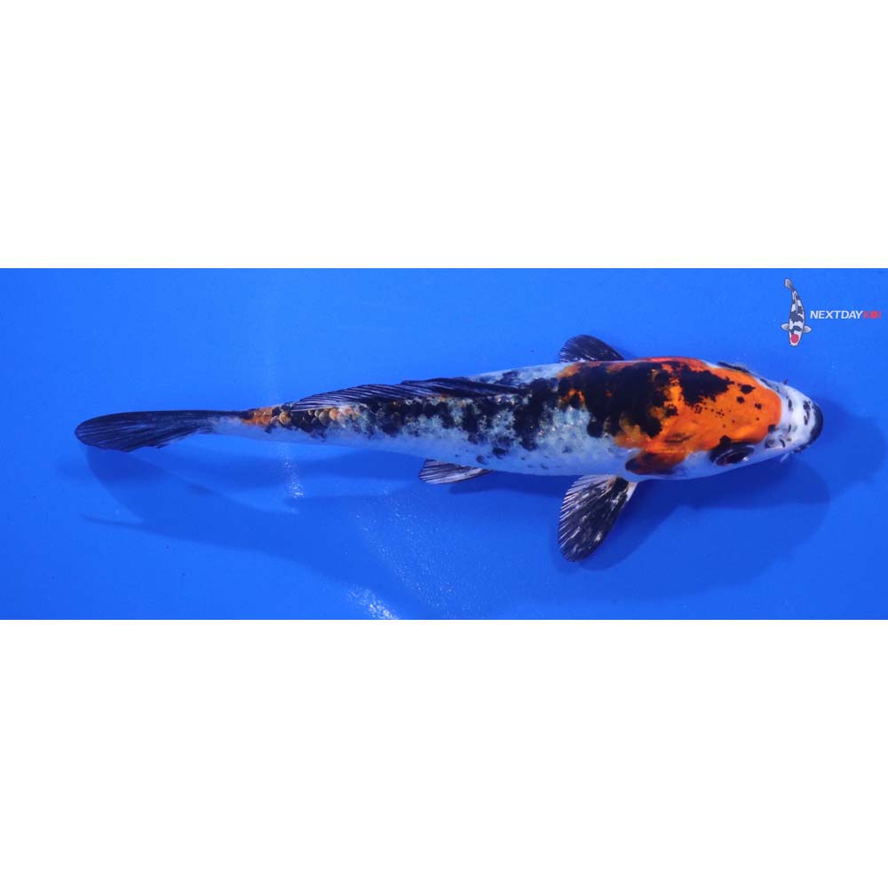 4.5” Imported Yamato Nishiki